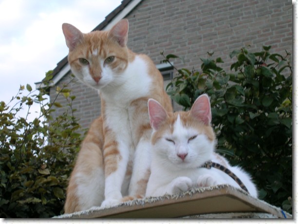 Klik hier voor de originele foto